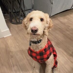 Meet your Posher, Isa